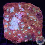 Echinophyllia spp. „Elm Street“ WYSIWYG