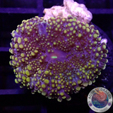 Ricordea yuma „Godzilla“ AD Special