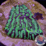 Echinophyllia spp. „Acid Soil“ WYSIWYG „AD Special“