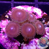 Krustenanemonen „Crush“ WYSIWYG