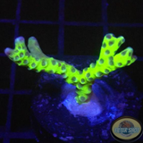 Anacropora forbesi „Green Goblin“ AD Special
