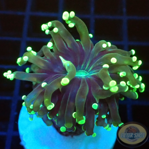 Euphyllia paradivisa „Alien Frog“ AD Special