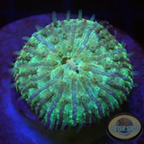 Fungia spp. „Galaxy“ WYSIWYG „AD Special“