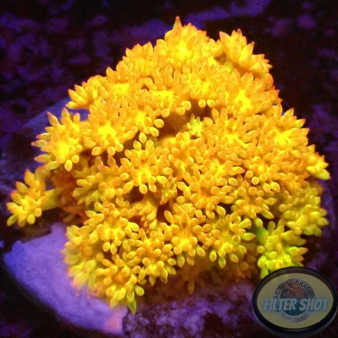 Bernardpora spp. „Golden Glitter“ ✨ AD Special