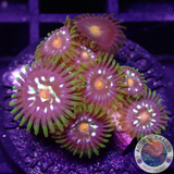 Krustenanemonen „Stargazer Nipple“ WYSIWYG