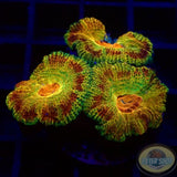 Micromussa spp. „Odyssee“