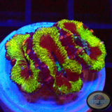 Micromussa spp. „Madness“ WYSIWYG „AD Special“