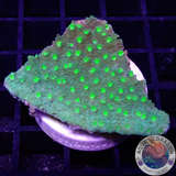 Astreopora spp. „Lemon Dots“