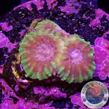 Favia spp. „Raptor Peace“ WYSIWYG „AD Special“