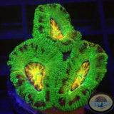 Micromussa spp. „Abe‘s Oddysee“