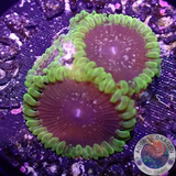 Krustenanemonen „Thermosphere“ WYSIWYG „AD Special“