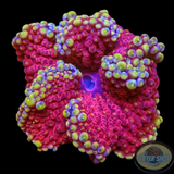 Heteractis spp. WYSIWYG