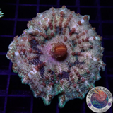 Discosoma neglecta „Bouncy Lizard“ 🦎 WYSIWYG „AD Special