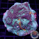 Acanthastrea echinata „Psycho Lizard“ WYSIWYG