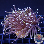 Euphyllia glabrescens „Tripple RAW“ AD Special