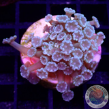 Alveopora spp. „ITTB“ WYSIWYG „AD Special“