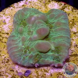 Echinophyllia spp. „Croco Bounce“ WYSIWYG
