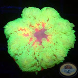 Radianthus malu