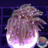 Euphyllia glabrescens „Gold Tip Rapunzel“ WYSIWYG