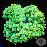 Entacmaea quadricolor WYSIWYG