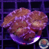 Micromussa spp. „Rainbow“