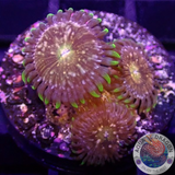 Krustenanemonen „Nirvana“ WYSIWYG