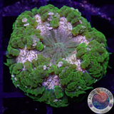 Phymanthus crucifer WYSIWYG