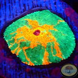 Echinophyllia spp. „Headshot“ WYSIWYG