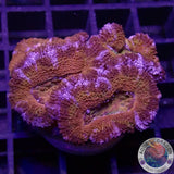 Micromussa spp. „Rainbow“