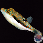 Canthigaster bennetti „Benetts Kugelfisch“