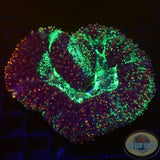 Lobophyllia spp. „Nuclear Leak“ WYSIWYG