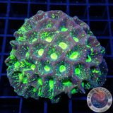 Goniastrea spp. „Reactor Leak“ WYSIWYG „AD Special“