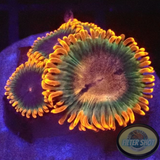 Krustenanemonen „Afro Dizzy“ AD Special“