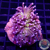 Euphyllia paraglabrescens „Tiger“ WYSIWYG