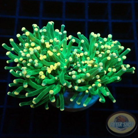 Euphyllia glabrescens „Yellow Tip“