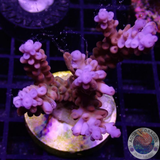 Acropora spp. „Rainbow“ 🌈 WYSIWYG