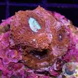 Homophyllia bowerbanki „Sicario“ WYSIWYG