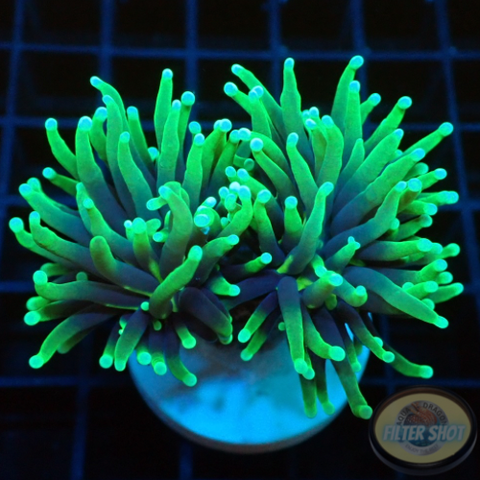 Euphyllia glabrescens „SG“