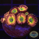 Krustenanemonen „Shazam“ WYSIWYG „AD Special“