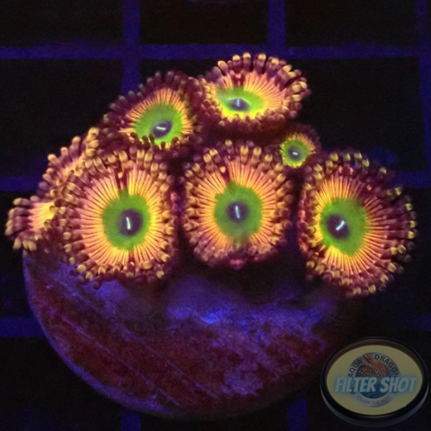 Krustenanemonen „Shazam“ WYSIWYG „AD Special“