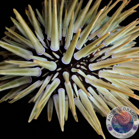 Echinometra mathaei „Riffdach-Bohrseeigel“