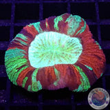 Trachyphyllia spp. „Sansibar“ WYSIWYG