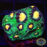 Mycedium spp. „Wild Raja“ WYSIWYG „AD Special“