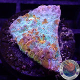 Echinophyllia spp. „Nacho Cheese“ 🧀 WYSIWYG „AD Special“