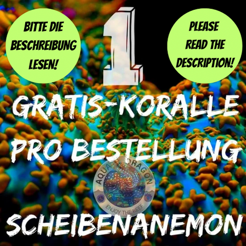 Gratis-Koralle Scheibenanemonen