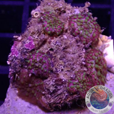 Discosoma spp. „Lava Rock“ WYSIWYG „AD Special“