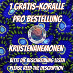 Gratis-Koralle Krustenanemonen