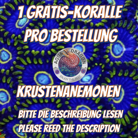 Gratis-Koralle Krustenanemonen