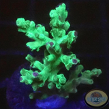 Acropora spp. „Lizard“ WYSIWYG
