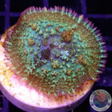 Rhodactis spp. „Pink Skirt Sunkist“ WYSIWYG